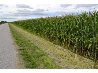 Property photo 11 - LAND AUCTION - 80+/- ACRES OFFERED IN 2 TRACTS IN NEWTON COUNTY, INDIANA