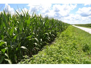 Property photo 10 - LAND AUCTION - 80+/- ACRES OFFERED IN 2 TRACTS IN NEWTON COUNTY, INDIANA