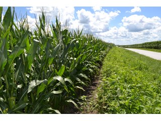 Property photo 9 - LAND AUCTION - 80+/- ACRES OFFERED IN 2 TRACTS IN NEWTON COUNTY, INDIANA