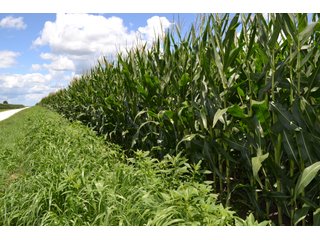 Property photo 8 - LAND AUCTION - 80+/- ACRES OFFERED IN 2 TRACTS IN NEWTON COUNTY, INDIANA