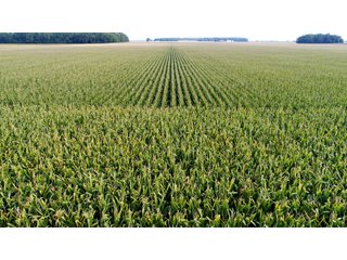 Property photo 3 - PRIME LAND AUCTION 159+/- ACRES OFFERED IN 2 TRACTS IN CARROLL COUNTY, INDIANA