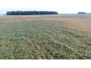 Property photo 14 - PRIME LAND AUCTION 159+/- ACRES OFFERED IN 2 TRACTS IN CARROLL COUNTY, INDIANA