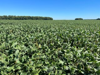 Property photo 16 - PRIME LAND AUCTION 159+/- ACRES OFFERED IN 2 TRACTS IN CARROLL COUNTY, INDIANA
