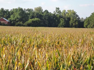 Property photo 2 - LAND AUCTION - 130+/- ACRES OFFERED IN 3 TRACTS IN WAYNE COUNTY, INDIANA
