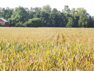Property photo 3 - LAND AUCTION - 130+/- ACRES OFFERED IN 3 TRACTS IN WAYNE COUNTY, INDIANA