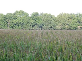 Property photo 10 - LAND AUCTION - 130+/- ACRES OFFERED IN 3 TRACTS IN WAYNE COUNTY, INDIANA