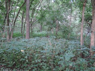 Property photo 22 - LAND AUCTION - 130+/- ACRES OFFERED IN 3 TRACTS IN WAYNE COUNTY, INDIANA