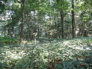 Property photo 24 - LAND AUCTION - 130+/- ACRES OFFERED IN 3 TRACTS IN WAYNE COUNTY, INDIANA
