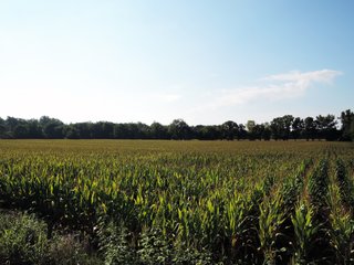 Property photo 1 - LAND AUCTION - 130+/- ACRES OFFERED IN 3 TRACTS IN WAYNE COUNTY, INDIANA