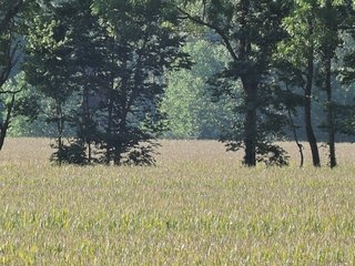 Property photo 6 - LAND AUCTION - 130+/- ACRES OFFERED IN 3 TRACTS IN WAYNE COUNTY, INDIANA