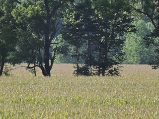 Property photo 7 - LAND AUCTION - 130+/- ACRES OFFERED IN 3 TRACTS IN WAYNE COUNTY, INDIANA