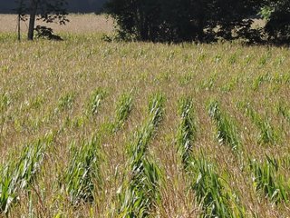 Property photo 4 - LAND AUCTION - 130+/- ACRES OFFERED IN 3 TRACTS IN WAYNE COUNTY, INDIANA