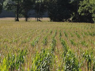 Property photo 5 - LAND AUCTION - 130+/- ACRES OFFERED IN 3 TRACTS IN WAYNE COUNTY, INDIANA