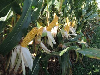Property photo 17 - LAND AUCTION - 130+/- ACRES OFFERED IN 3 TRACTS IN WAYNE COUNTY, INDIANA