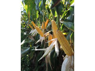Property photo 18 - LAND AUCTION - 130+/- ACRES OFFERED IN 3 TRACTS IN WAYNE COUNTY, INDIANA