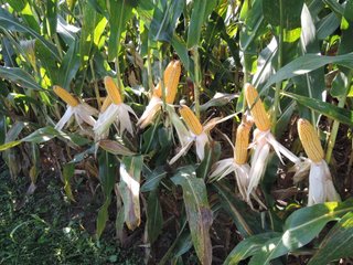 Property photo 19 - LAND AUCTION - 130+/- ACRES OFFERED IN 3 TRACTS IN WAYNE COUNTY, INDIANA
