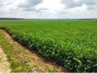Property photo 1 - LAND AUCTION - 1,694+/- ACRES OFFERED IN 15 TRACTS IN KNOX COUNTY, INDIANA
