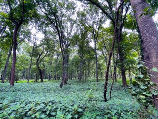 Property photo 16 - LAND AUCTION - 1,694+/- ACRES OFFERED IN 15 TRACTS IN KNOX COUNTY, INDIANA