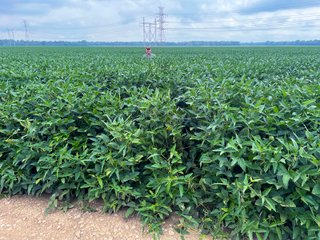 Tract 14 - LAND AUCTION - 1,694+/- ACRES OFFERED IN 15 TRACTS IN KNOX COUNTY, INDIANA
