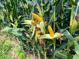 Tract 11 - LAND AUCTION - 1,694+/- ACRES OFFERED IN 15 TRACTS IN KNOX COUNTY, INDIANA
