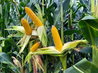 Property photo 21 - LAND AUCTION - 1,694+/- ACRES OFFERED IN 15 TRACTS IN KNOX COUNTY, INDIANA