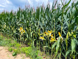 Property photo 22 - LAND AUCTION - 1,694+/- ACRES OFFERED IN 15 TRACTS IN KNOX COUNTY, INDIANA