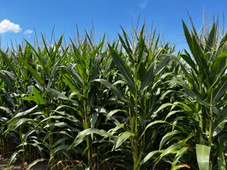Property photo 50 - LAND AUCTION - 202+/- ACRES OFFERED IN 11 TRACTS IN MARSHALL COUNTY, INDIANA
