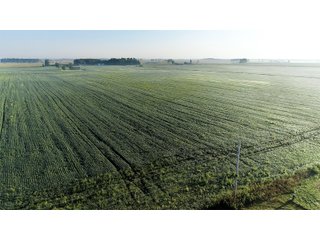 TRACT 2 - LAND AUCTION - 160 +/- ACRES CROPLAND & 2-STORY FARMHOUSE OFFERED IN 3 TRACTS IN RUSH COUNTY, INDIANA