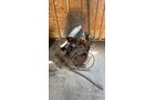 Property photo 187 - TIMED ONLINE ONLY PERSONAL PROPERTY AUCTION - ALLEN COUNTY, INDIANA