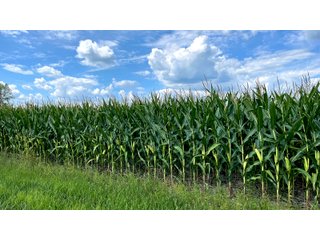 Property photo 3 - LAND AUCTION 127+/- ACRES OFFERED IN 3 TRACTS IN CLINTON COUNTY, INDIANA