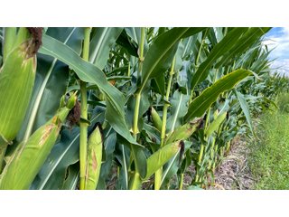 Property photo 4 - LAND AUCTION 127+/- ACRES OFFERED IN 3 TRACTS IN CLINTON COUNTY, INDIANA