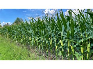 Property photo 5 - LAND AUCTION 127+/- ACRES OFFERED IN 3 TRACTS IN CLINTON COUNTY, INDIANA
