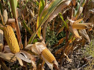 Property photo 8 - LAND AUCTION 127+/- ACRES OFFERED IN 3 TRACTS IN CLINTON COUNTY, INDIANA