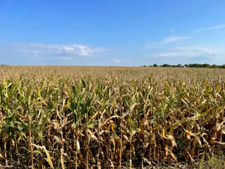 Property photo 9 - LAND AUCTION 127+/- ACRES OFFERED IN 3 TRACTS IN CLINTON COUNTY, INDIANA
