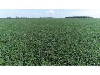 Property photo 10 - LAND AUCTION - 198+/- ACRES OFFERED IN 3 TRACTS IN WOOD COUNTY, OHIO
