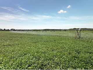 Property photo 5 - LAND AUCTION 588+/- ACRES SIGNIFICANT IRRIGATED FARMLAND OFFERED IN 7 TRACTS OR COMBINATIONS - LAPORTE COUNTY, INDIANA