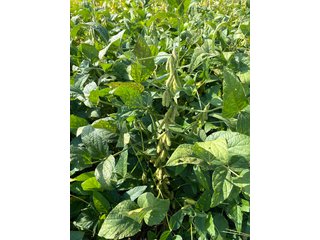 Property photo 19 - LAND AUCTION 588+/- ACRES SIGNIFICANT IRRIGATED FARMLAND OFFERED IN 7 TRACTS OR COMBINATIONS - LAPORTE COUNTY, INDIANA