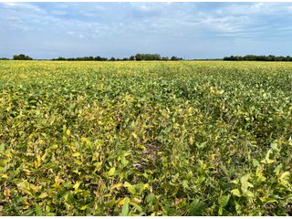 Property photo 21 - LAND AUCTION 588+/- ACRES SIGNIFICANT IRRIGATED FARMLAND OFFERED IN 7 TRACTS OR COMBINATIONS - LAPORTE COUNTY, INDIANA