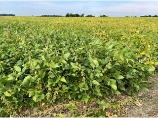 Property photo 22 - LAND AUCTION 588+/- ACRES SIGNIFICANT IRRIGATED FARMLAND OFFERED IN 7 TRACTS OR COMBINATIONS - LAPORTE COUNTY, INDIANA