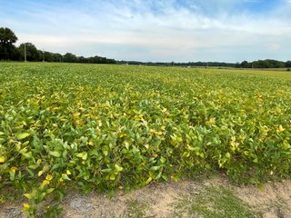 Property photo 31 - LAND AUCTION 588+/- ACRES SIGNIFICANT IRRIGATED FARMLAND OFFERED IN 7 TRACTS OR COMBINATIONS - LAPORTE COUNTY, INDIANA