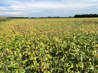 Property photo 45 - LAND AUCTION 588+/- ACRES SIGNIFICANT IRRIGATED FARMLAND OFFERED IN 7 TRACTS OR COMBINATIONS - LAPORTE COUNTY, INDIANA