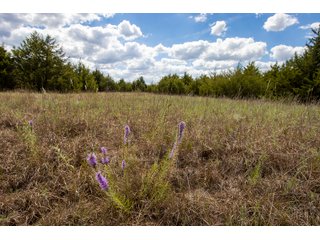 Property photo 9 - LAND AUCTION - 20+/- ACRES OFFERED IN 3 TRACTS IN PAYNE COUNTY, OKLAHOMA