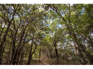 Property photo 14 - LAND AUCTION - 20+/- ACRES OFFERED IN 3 TRACTS IN PAYNE COUNTY, OKLAHOMA