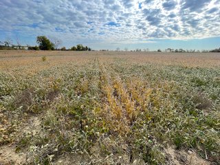 Property photo 35 - REAL ESTATE AUCTION 120 +/- ACRES OFFERED IN 4 TRACTS - DEKALB COUNTY, INDIANA