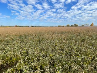 Property photo 33 - REAL ESTATE AUCTION 120 +/- ACRES OFFERED IN 4 TRACTS - DEKALB COUNTY, INDIANA