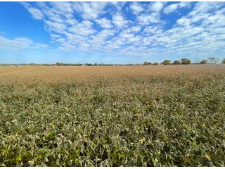Property photo 31 - REAL ESTATE AUCTION 120 +/- ACRES OFFERED IN 4 TRACTS - DEKALB COUNTY, INDIANA