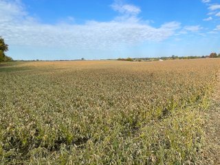 Property photo 29 - REAL ESTATE AUCTION 120 +/- ACRES OFFERED IN 4 TRACTS - DEKALB COUNTY, INDIANA