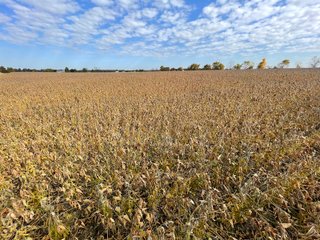 Property photo 27 - REAL ESTATE AUCTION 120 +/- ACRES OFFERED IN 4 TRACTS - DEKALB COUNTY, INDIANA