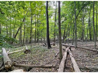 Property photo 17 - REAL ESTATE AUCTION 120 +/- ACRES OFFERED IN 4 TRACTS - DEKALB COUNTY, INDIANA