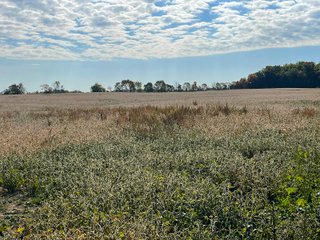 Property photo 10 - REAL ESTATE AUCTION 120 +/- ACRES OFFERED IN 4 TRACTS - DEKALB COUNTY, INDIANA